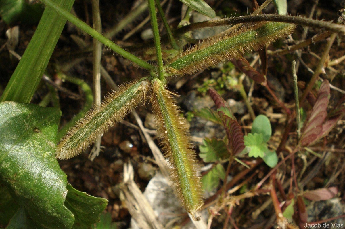 Calopogonium mucunoides Desv.